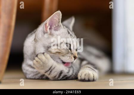 Silver Scottish Straight Cat Stockfoto