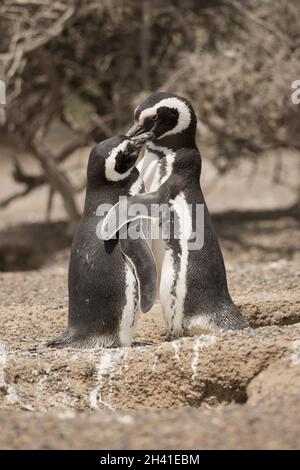 Zwei magellanic Pinguin stehen vor ihrem Nest Stockfoto