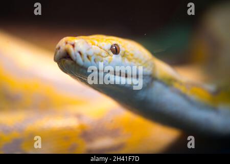Netzpython in einem Terrarium Stockfoto