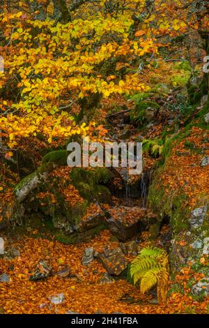 La Pedrosa Buchenwälder. Ayllon de Riaza, Segovia Provinz Castilla Leon, Spanien. Stockfoto