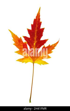Schöne bunte gelb rote Herbst Einzelblatt von Acer saccharinum, allgemein bekannt als Silber-Ahorn isoliert auf weißem Hintergrund Stockfoto