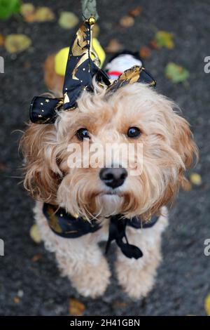 London, Großbritannien. Oktober 2021. Stelle den Cavapoo beim Halloween Dog Walk auf der Hampstead Heath ein, der der Wohltätigkeitsorganisation, die Hunde beherbergt und wieder einführt, hilft. Siehe www.alldogsmatter.co.uk Credit: Paul Brown/Alamy Live News Stockfoto