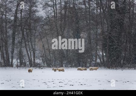 Eine Herde Schafe, die während eines seltenen schweren Schneesturms in einer schneebedeckten Landschaft in der Suffolk-Landschaft grasen Stockfoto