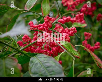 Im Garten hängen rote Beeren an einem Baum Stockfoto