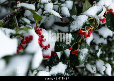 Rote Efeu-Beeren im Winter mit Schnee bedeckt Stockfoto