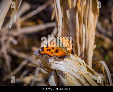 Kleine Schildpatt Aglais urticae Schmetterling auf dem trockenen Gras im frühen Frühjahr. Stockfoto