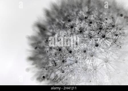 Negatives Foto von Dandelion-Saatkopf mit Wassertau oder Regentropfen. Abstraktes Schwarz-Weiß-Foto mit Blumenmuster. Stockfoto