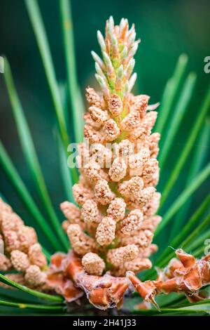 Microstrobilus oder Pollenkegel oder männlicher Kegel der Kiefer Schottische Kiefer Pinus sylvestris im Frühjahr. Nahaufnahme. Stockfoto
