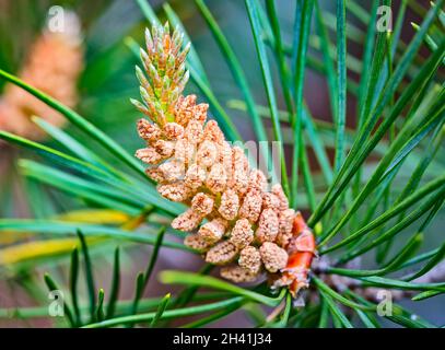 Microstrobilus oder Pollenkegel oder männlicher Kegel der Kiefer Schottische Kiefer Pinus sylvestris im Frühjahr. Nahaufnahme. Stockfoto
