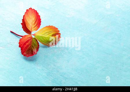Lebendiges Herbstblatt auf blauem Hintergrund mit Platz für Text Stockfoto