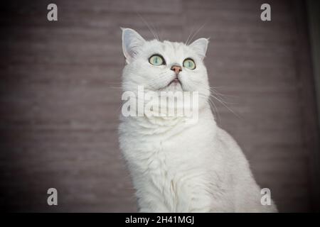 Erwachsene Katze Pedigree Scottish Chinchilla geraden Ohren Stockfoto