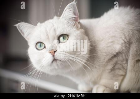 Erwachsene Katze Pedigree Scottish Chinchilla geraden Ohren Stockfoto