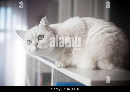 Erwachsene Katze Pedigree Scottish Chinchilla geraden Ohren Stockfoto