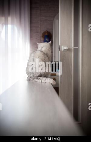 Erwachsene Katze Pedigree Scottish Chinchilla geraden Ohren Stockfoto