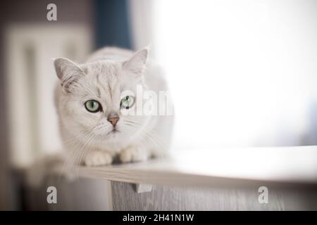 Erwachsene Katze Pedigree Scottish Chinchilla geraden Ohren Stockfoto