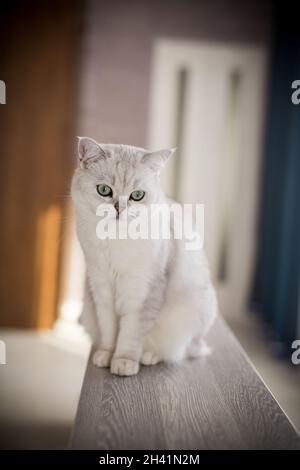 Erwachsene Katze Pedigree Scottish Chinchilla geraden Ohren Stockfoto