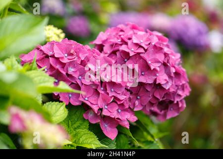 Busch blühender rosa Hydrangea Stockfoto
