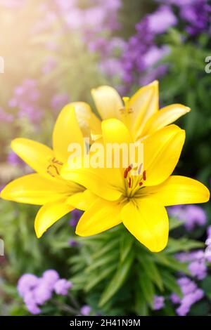 Drei gelbe Lilien im Garten Stockfoto