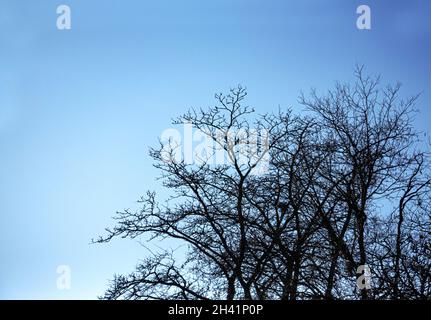 Zweige eines Baumes ohne Blätter gegen den Himmel. Stockfoto