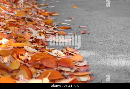 Herbstlaub auf dem Asphalt. Stockfoto