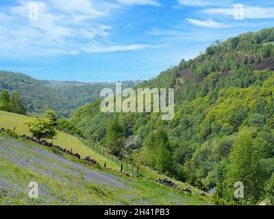 Bluebells blühen auf einer Wiese über dem calder Valley in West yorkshire mit Panoramablick auf den Wald um Hard Stockfoto