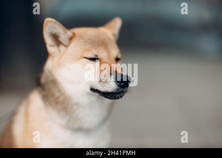 Shiba Inu Haustier japanischen nationalen Hund oudoors Stockfoto