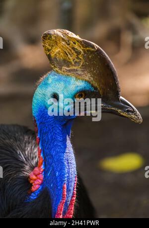 Schöner Vogel in Insel Bali Indonesien Stockfoto