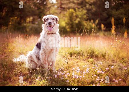 Großer Hund liegt in rosa Blüten Stockfoto