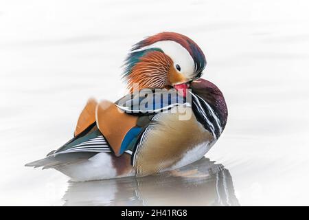 Männliche Mandarinente Stockfoto