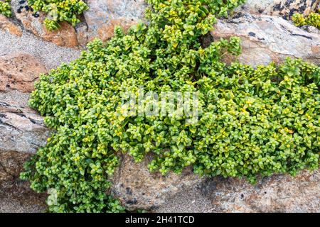 Seegrasend, Phribia paralias, wächst auf Felsen am Strand von Unst, Shetland. Stockfoto