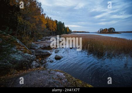 Insel im Monrepo (Mon Repos) Park. Pampagras. Herbstlandschaft. Vyborg. Stockfoto