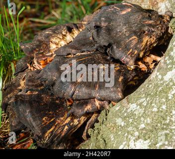 Nahaufnahme eines Chaga-Pilzes (Inonotus obliquus) eines Pilzes aus der Familie der Hymenochaetaceae. Es ist parasitär auf Birken und anderen Bäumen. Stockfoto