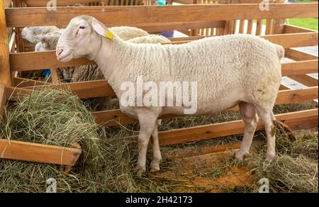 Ein leichter, erwachsener Widder, der im Heu steht. Porträt eines Widders, der geradeaus blickt. Stockfoto