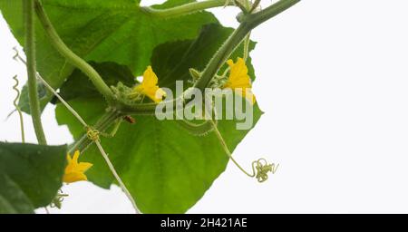 Grüne Gurkeneier und Blumen in modernen Gewächshäusern, Glasstrukturen Draufsicht und Himmel. Ort zum Schreiben. Stockfoto