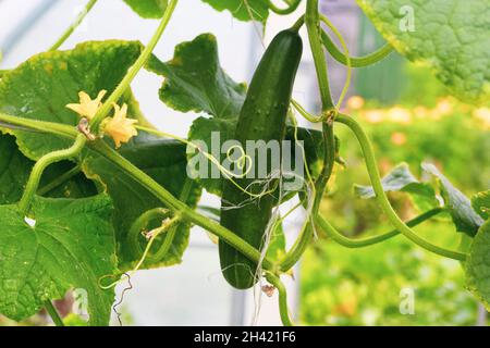 Junge Gurken mit Eierstöcken im Sommer in einem Gewächshaus Stockfoto