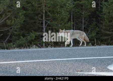 Ein Kojote, der einsam auf einer Autobahn im Yellowstone National Park, USA, herumstreift Stockfoto