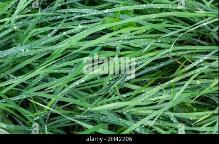 Nahaufnahme von frischem, dichtem Gras mit Wassertropfen am frühen Morgen. Blick von oben Stockfoto