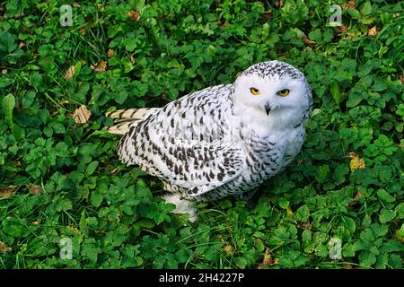 Sitzende verschneite Eule aus nächster Nähe. Detailreich und schön Stockfoto