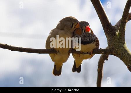 zebrafinken-Paar in der Liebe auf einem Zweig kuscheln. Romantische und niedliche kleine Vögel. Stockfoto