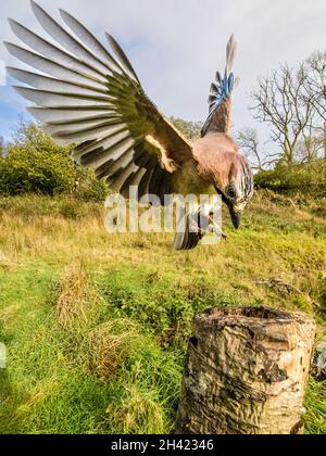 Aberystwyth, Ceredigion, Wales, Großbritannien. Oktober 2021. Ein eurasischer jay fotografierte mit einer Kamera mit Fernbedienung, als er um einen alten Baumstumpf herum forsterte. Quelle: Phil Jones/Alamy Live News. Stockfoto