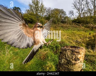 Aberystwyth, Ceredigion, Wales, Großbritannien. Oktober 2021. Ein eurasischer jay fotografierte mit einer Kamera mit Fernbedienung, als er um einen alten Baumstumpf herum forsterte. Quelle: Phil Jones/Alamy Live News. Stockfoto