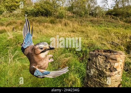 Aberystwyth, Ceredigion, Wales, Großbritannien. Oktober 2021. Ein eurasischer jay fotografierte mit einer Kamera mit Fernbedienung, als er um einen alten Baumstumpf herum forsterte. Quelle: Phil Jones/Alamy Live News. Stockfoto