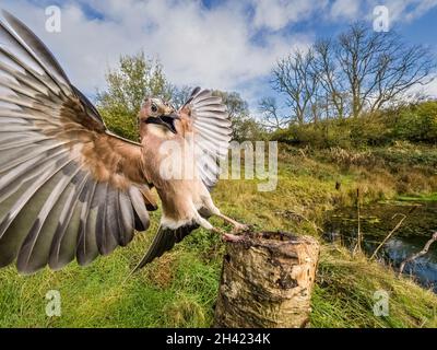 Aberystwyth, Ceredigion, Wales, Großbritannien. Oktober 2021. Ein eurasischer jay fotografierte mit einer Kamera mit Fernbedienung, als er um einen alten Baumstumpf herum forsterte. Quelle: Phil Jones/Alamy Live News. Stockfoto