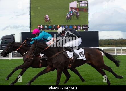 Ascot, Bergen, Großbritannien. 30. Oktober 2021. Jockey Paddy Brennan (rosa Mütze) Reitpferd Peking Rose und Jockey Ciaran Gethings (schwarze Seide) Reitpferd Mexiko im Stella Artois Novices' Hurdle Race (Klasse 3) (GBB Race). Quelle: Maureen McLean/Alamy Stockfoto