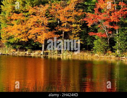 Acadia National Park, ME - USA - 14. Oktober 2021: Herbstbild der Bäume, die sich im Eagle Lake im Acadia National Park spiegeln. Stockfoto