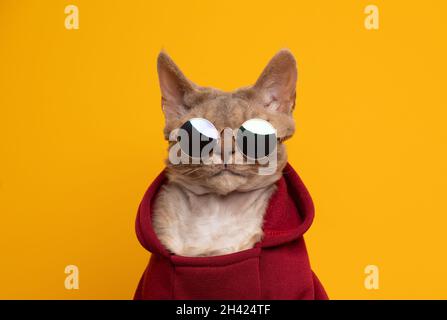 Cooles Katzenportrait. Fawn lila devon rex Katze trägt roten Hoodie und runde Sonnenbrille Blick auf Kamera-Portrait auf gelbem Hintergrund mit Kopierraum Stockfoto