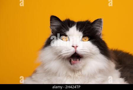 Lustige britische Langhaar-Katze mit schwarzem und weißem Fell, die mit offenem Mund auf gelbem Hintergrund schockiert aussieht Stockfoto