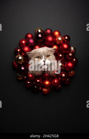 Katze weihnachtskarte Porträt mit Kopierraum. Lila weiße britische Langhaar-Katze kleben Kopf durch weihnachtskranz mit roten Kugeln aussehende Kamera Stockfoto