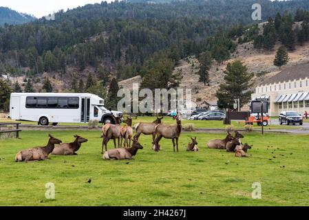 Eine Hirschherde, die in Mammoth Hot Springs im Yellowstone National Park, USA, ruht Stockfoto