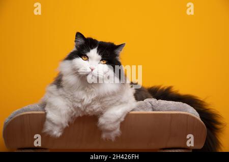Flauschige schwarz-weiße britische Langhaarkatze, die sich auf einem bequemen Tierbett ausruht und auf ein Kameraporträt auf gelbem Hintergrund mit Platz zum Kopieren schaut Stockfoto